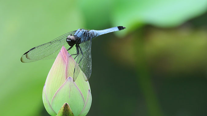 Libelle op bloemknop